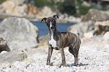 WHIPPET 260